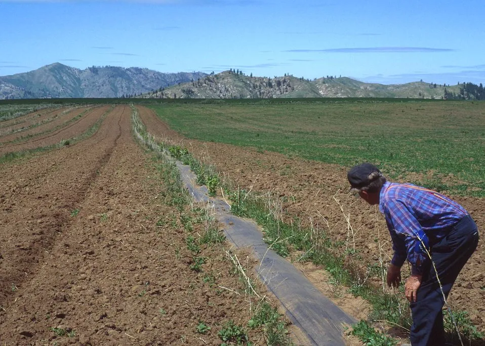 Image: Ron Blake, Windbreaks reduce soil erosion from wind and protect plants from wind-related damage, Public Domain Files, Public Domain