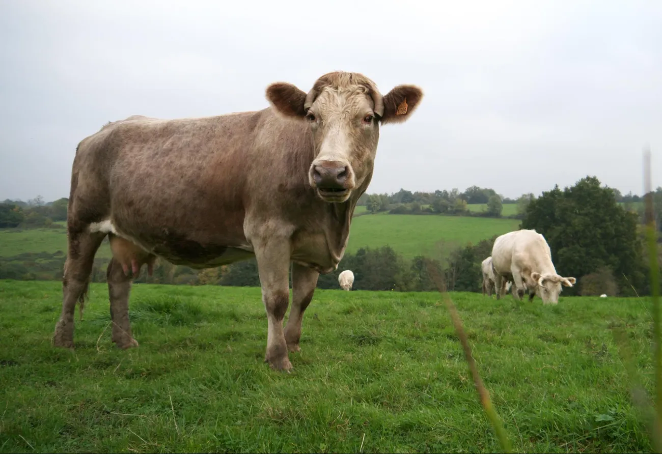 Image: David B Gleason, Cow, Flickr, Creative Commons Attribution-ShareAlike 2.0 Generic