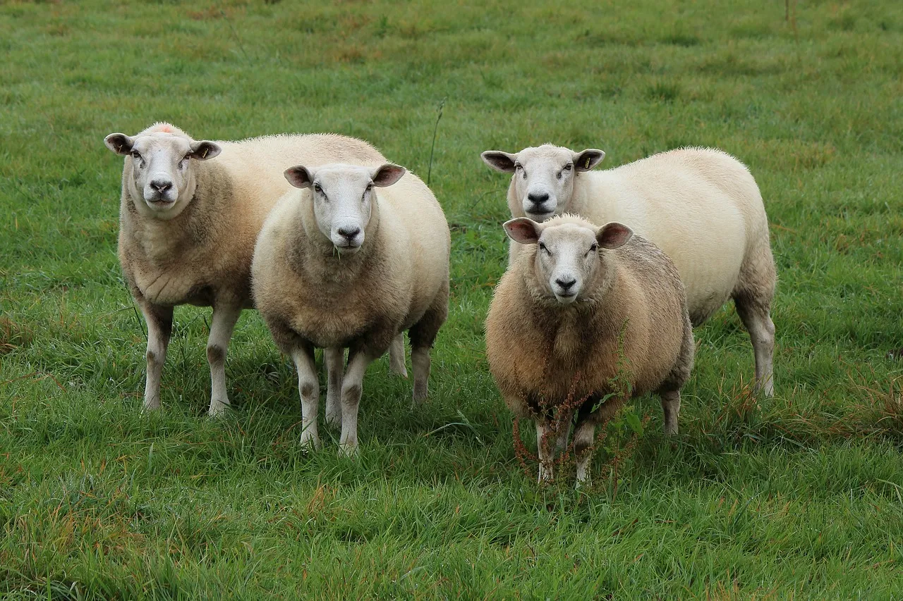 Image: herbert2512, Sheep flock of, Pixabay, Pixabay license