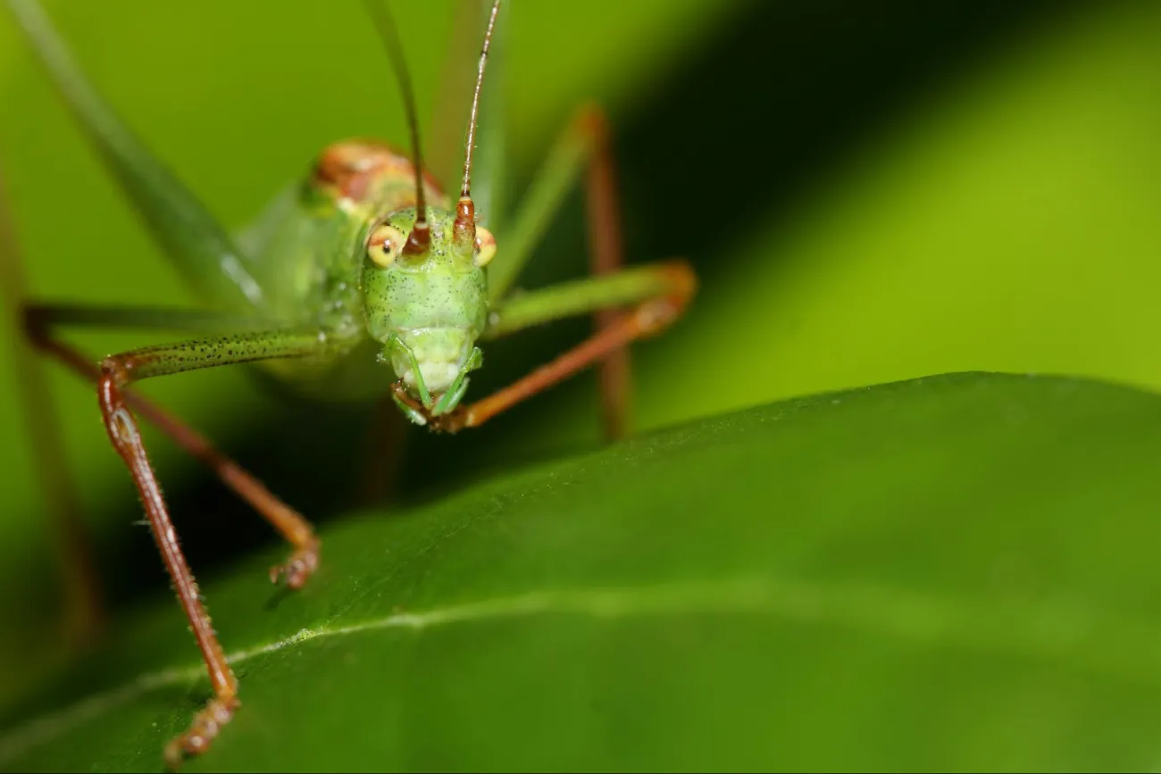 Image: Dean Morley, Cricket, Flickr, Creative Commons Attribution-NoDerivs 2.0 Generic