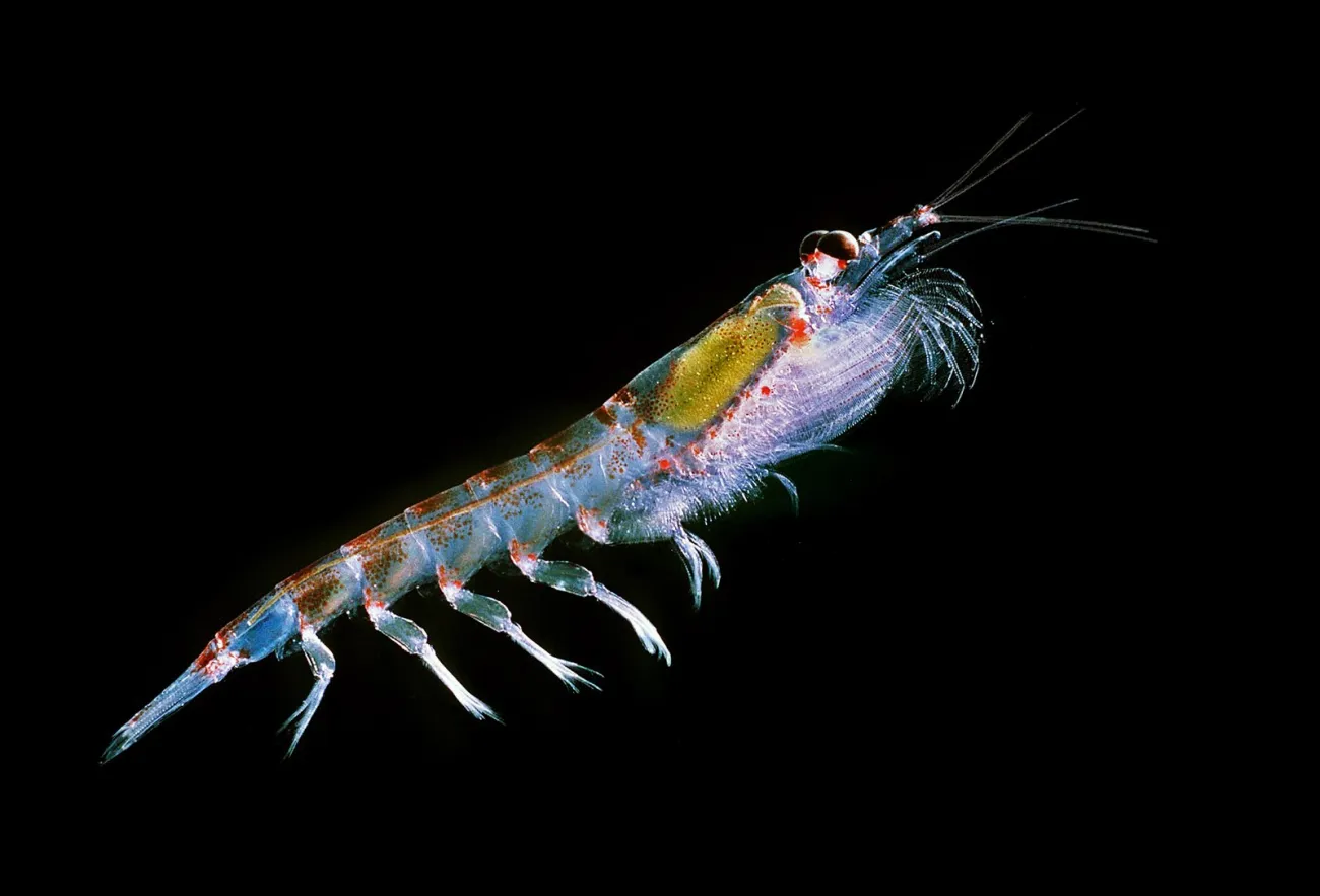 Image: Uwe Kils, Antarctic krill (Euphausia superba), Wikimedia Commons, Creative Commons Attribution-Share Alike 3.0 Unported