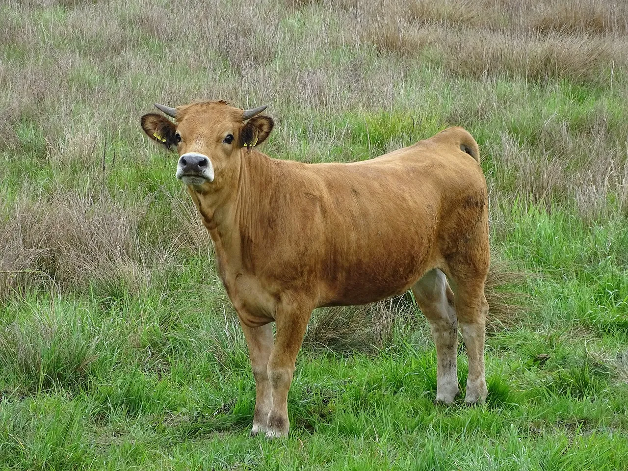 Image: PommeGrenade, Cow Grazing, Pixabay, Pixabay Licence