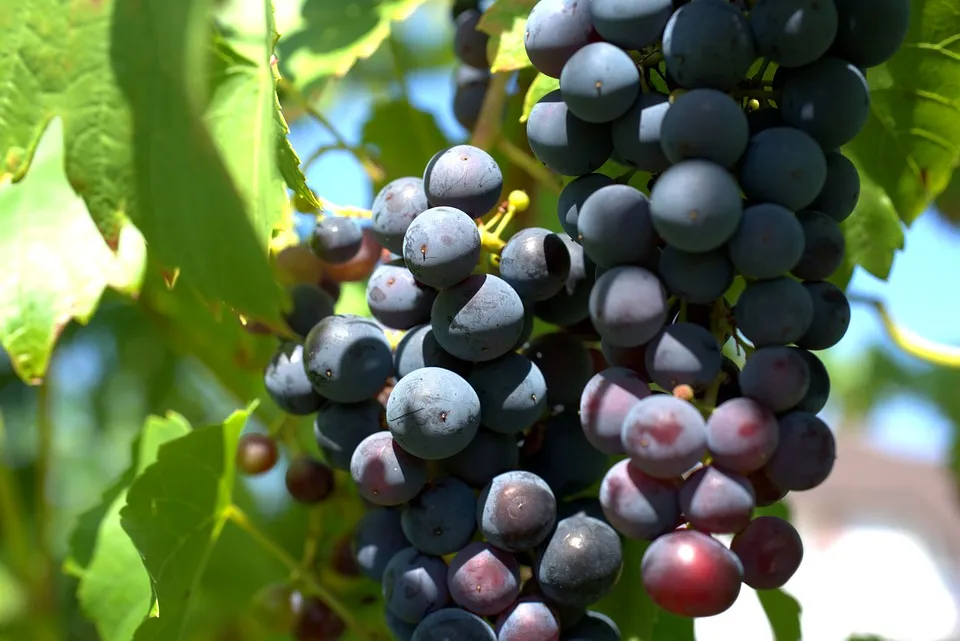 Image: webandi, Wine grapes agriculture, Pixabay, Pixabay Licence