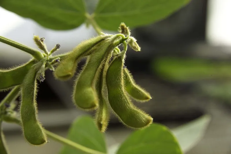 Image: United Soybean Board, Soybean Pods, Flickr, Creative Commons Attribution 2.0 Generic