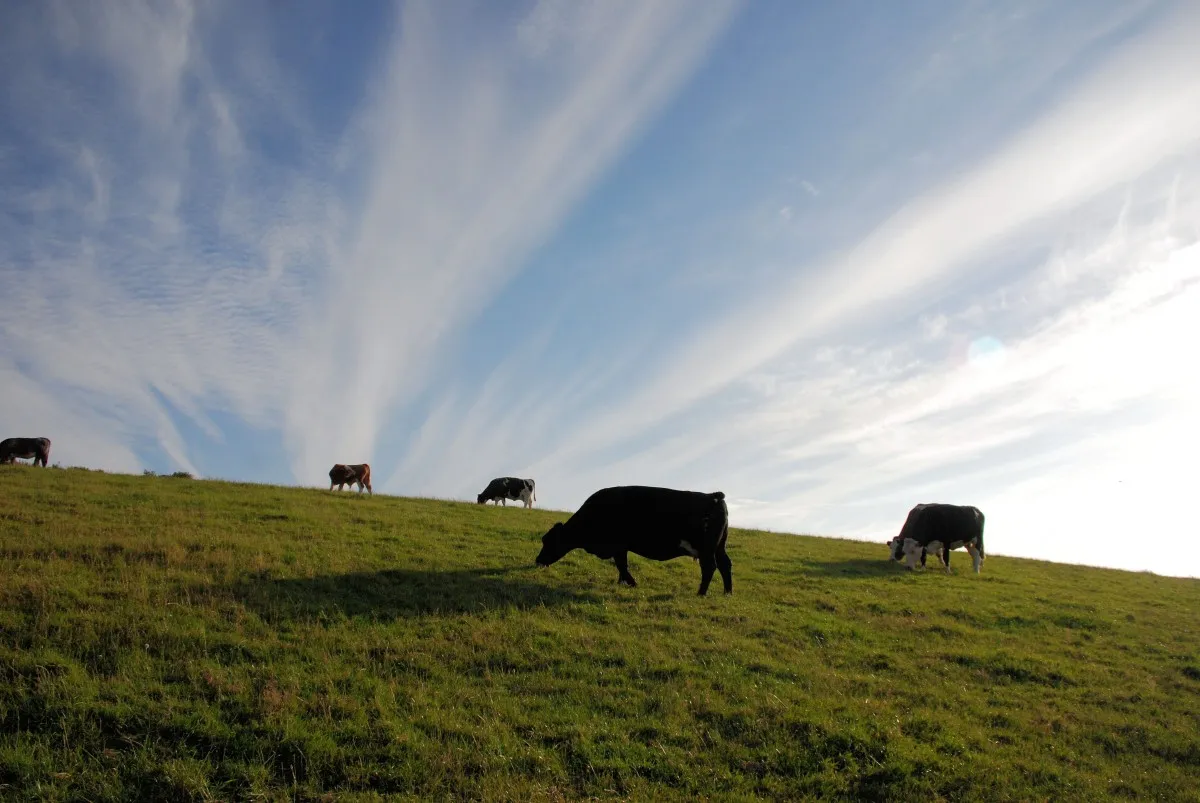 Image: Pxhere, Landscape grass horizon, CC0 Public Domain