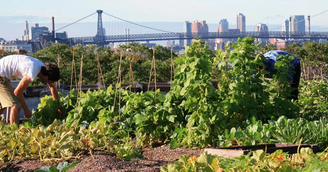 Image: Fort Greene Focus, Rooftop farm, Flickr, Creative Commons Attribution-NoDerivs 2.0 Generic