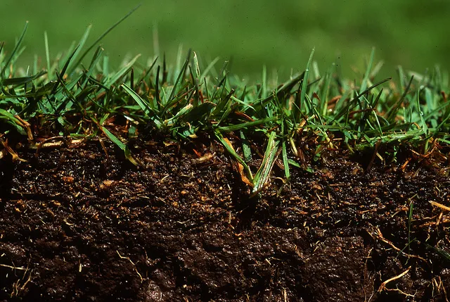 Image: Oregon State University, A mature grass plant is composed of leaves, a root system, stems and a seed head, Flickr, Creative Commons Attribution-ShareAlike 2.0 Generic 