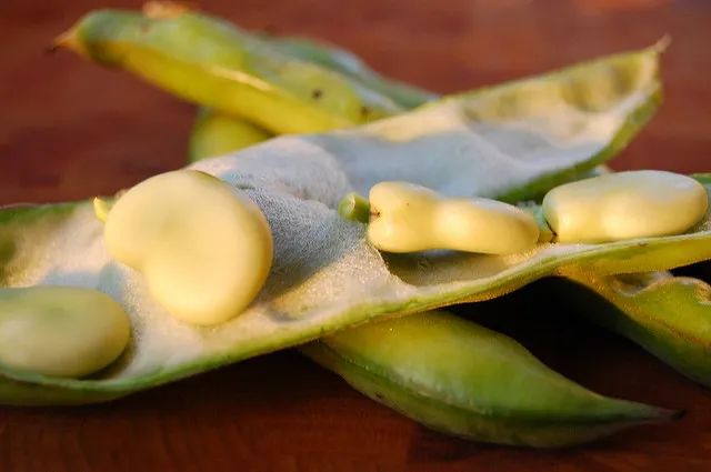 Image: Two Helmets Cooking, Fava beans, Flickr, Creative Commons Attribution 2.0 Generic
