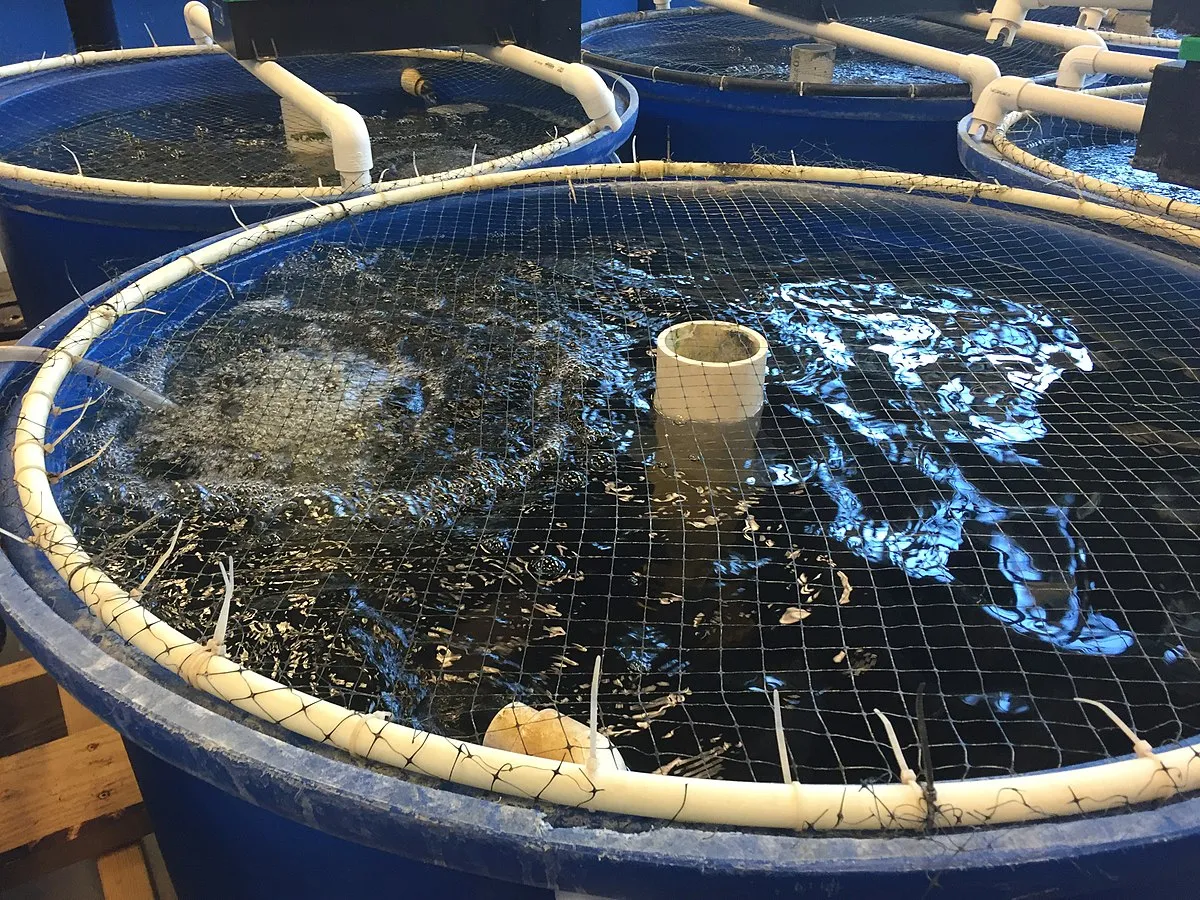 Image: Narek75, Recirculating Aquaculture System, Wikimedia Commons, Creative Commons Attribution-Share Alike 4.0 International