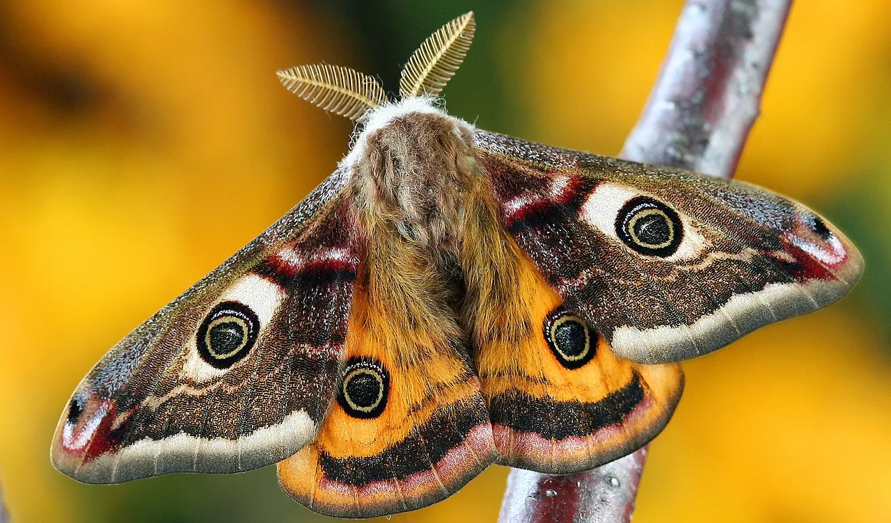 Image: Illuvis, Moth Lepidoptera, Pixabay, Pixabay License