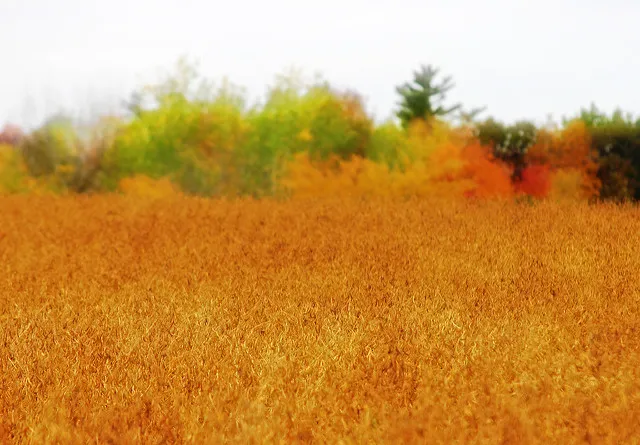 Credit: Dan zen, Golden soy, Flickr, Creative Commons Licence 2.0