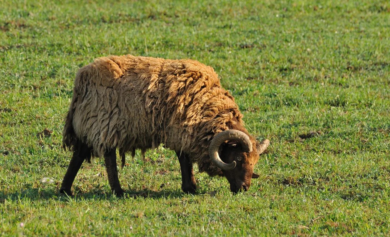 Photo © Dave Smith via Flickr
