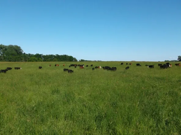 Photo credit: USDA NRCS South Dakota (Flickr, Creative commons)