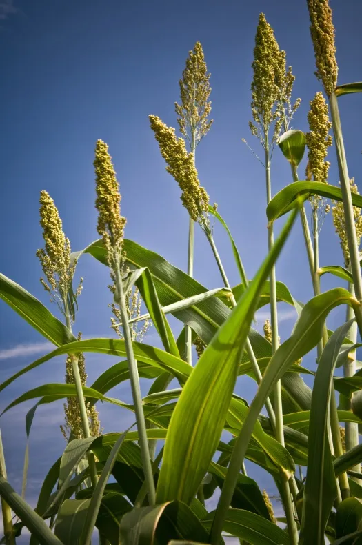 Sorghum (Photo credit:  U.S. department of Agriculture, Flickr, creative commons)
