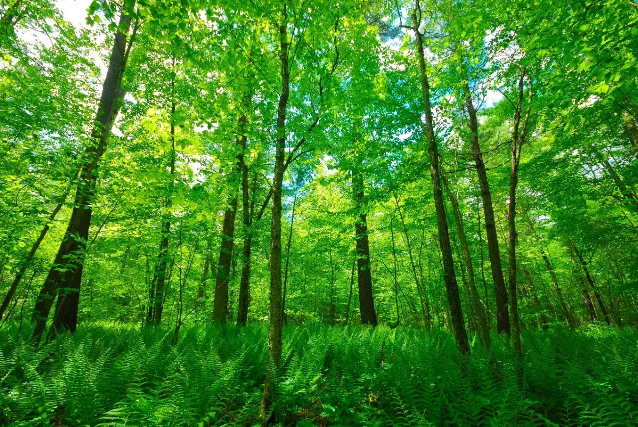 Photo: Joshua Mayer, Forest, Flickr, Creative Commons License 2.0 generic.