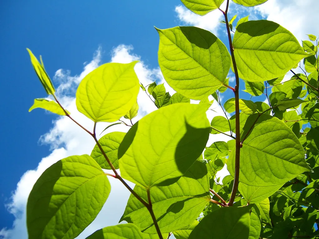 Image: Angus MacAskill, Japanese knotweed 2, Flickr, Creative Commons Attribution 2.0 Generic