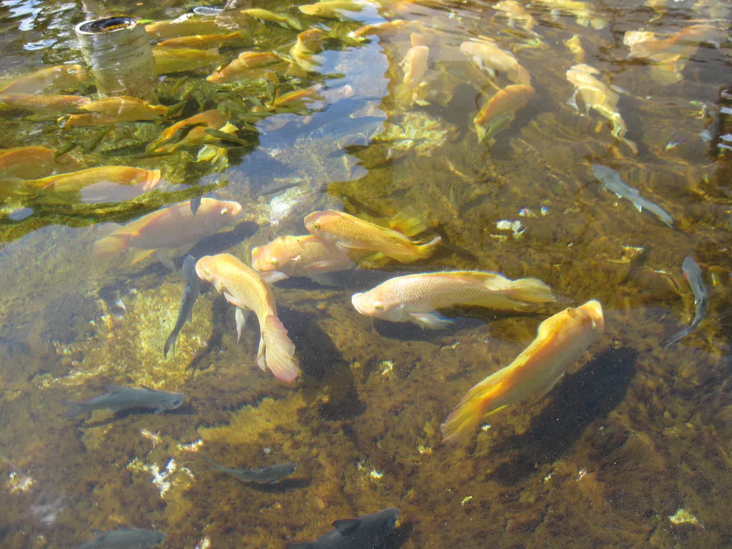 Image: Bytemarks, Aquaculture, Flickr, Creative Commons Attribution 2.0 Generic