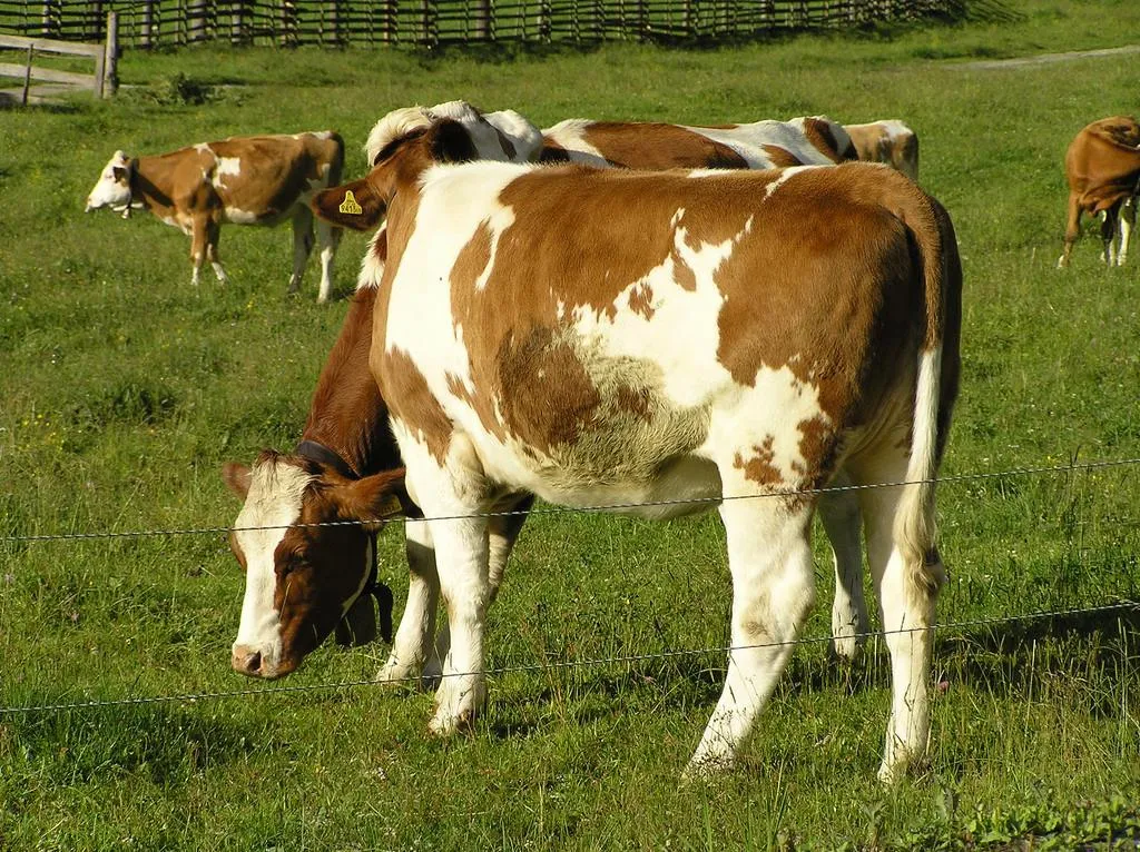 Image: Apostolos, Cow, Flickr, Creative Commons Attribution 2.0 Generic