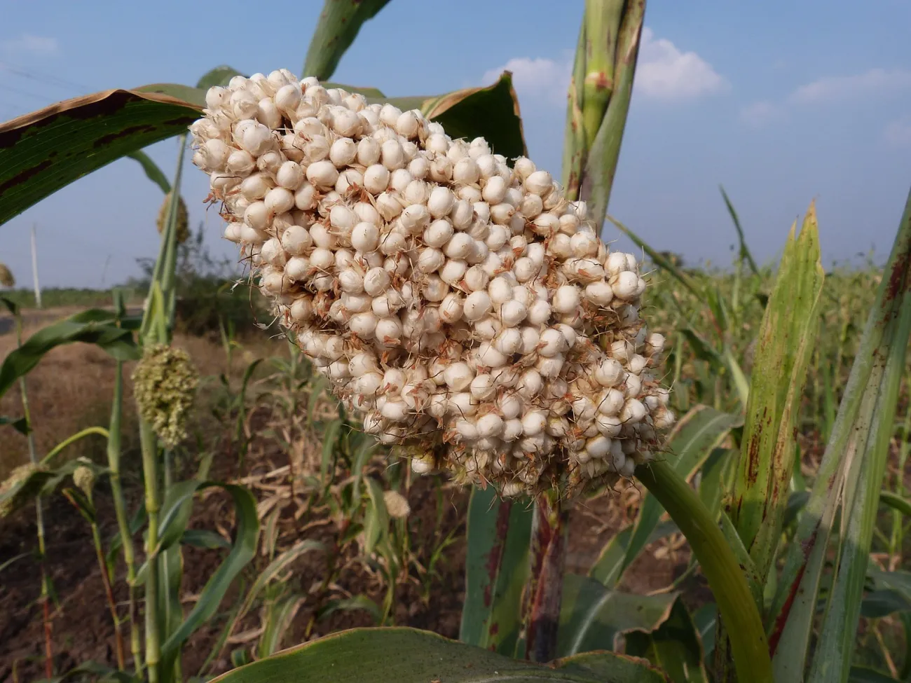 Image: Yuvraj Shingate, Dagadi Jowar, Aatpadi (Sorghum bicolor), Wikimedia Commons, Creative Commons Attribution-Share Alike 4.0 International