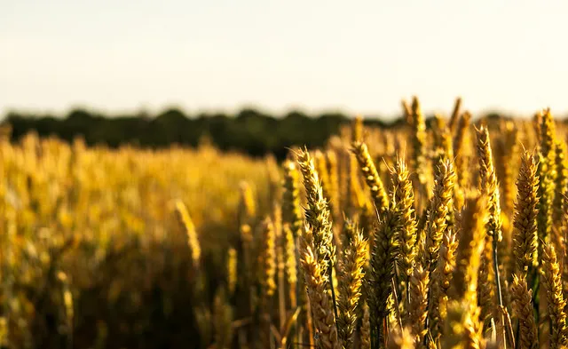 Image: Phil Dolby, Harvest, Flickr, Creative Commons Attribution 2.0 Generic
