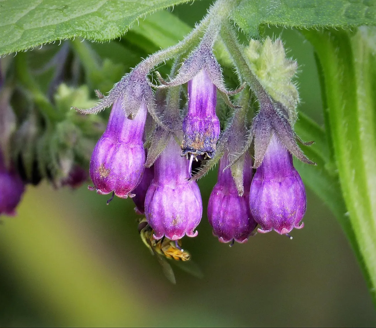 Image: gailhampshire, Symphytum officinale blue-flowered Common Comfrey, Flickr, Creative Commons Attribution 2.0 Generic