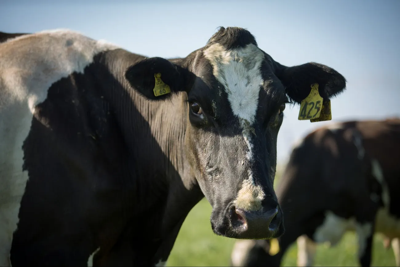 Image: Farm Watch, Dairy Cow, Flickr, Creative Commons Attribution 2.0 Generic