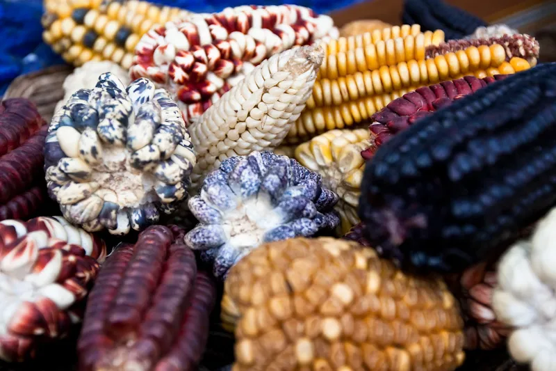 Image: Julie Edgley, Colourful Maize, Flickr, Creative Commons Attribution-ShareAlike 2.0 Generic 