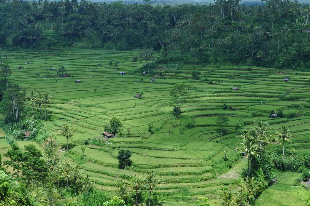 Image: Cazz, Terraced rice paddies, Flickr, Creative Commons Attribution 2.0 Generic