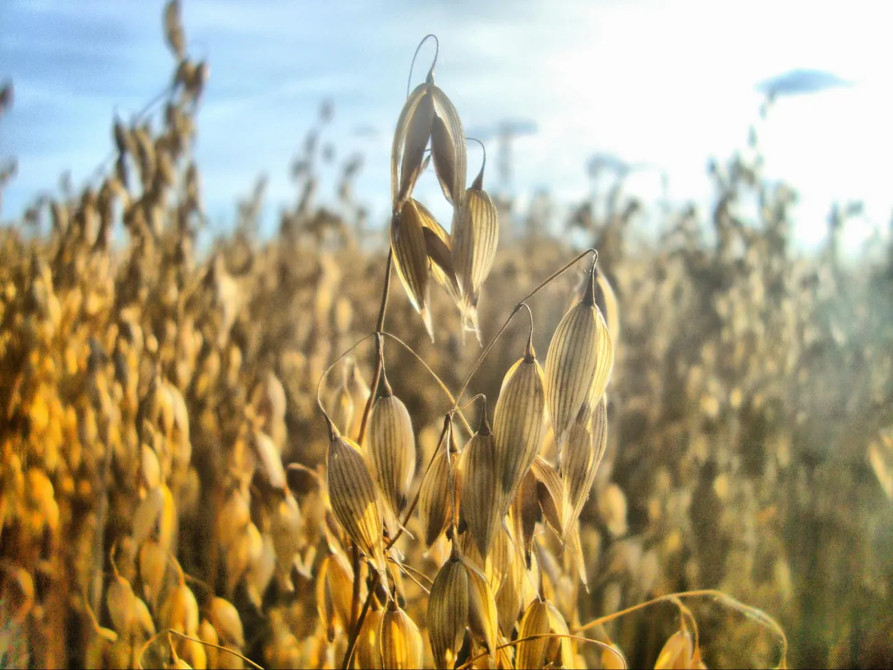 Image: David J, Oats, Flickr, Creative Commons license 2.0 generic.