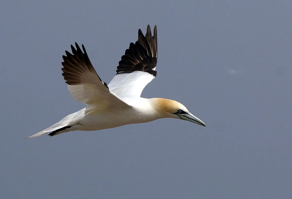 Image: jacme31, Northern Gannet flying on Bonaventure Island in Gaspesie, Quebec, Canada, Wikimedia Commons, Creative Commons Attribution-Share Alike 2.0 Generic