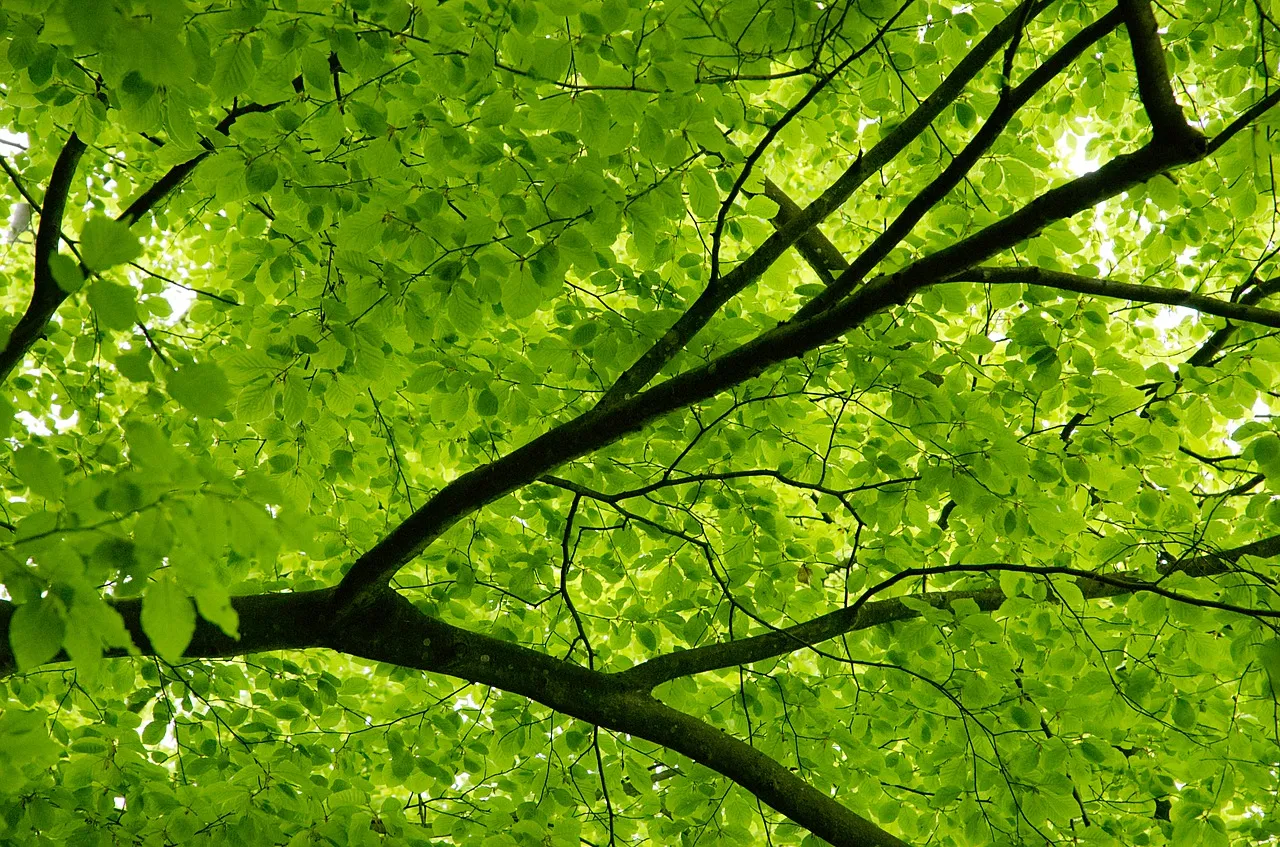 Image: Max Pixel, Canopy spring beech, CC0 Public Domain