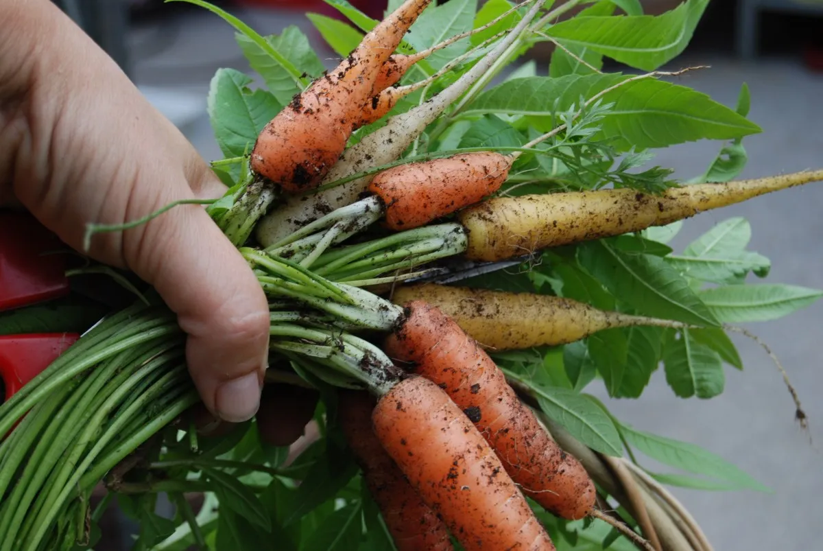 Image: Pxhere, Harvest carrot hand, CC0 Public Domain