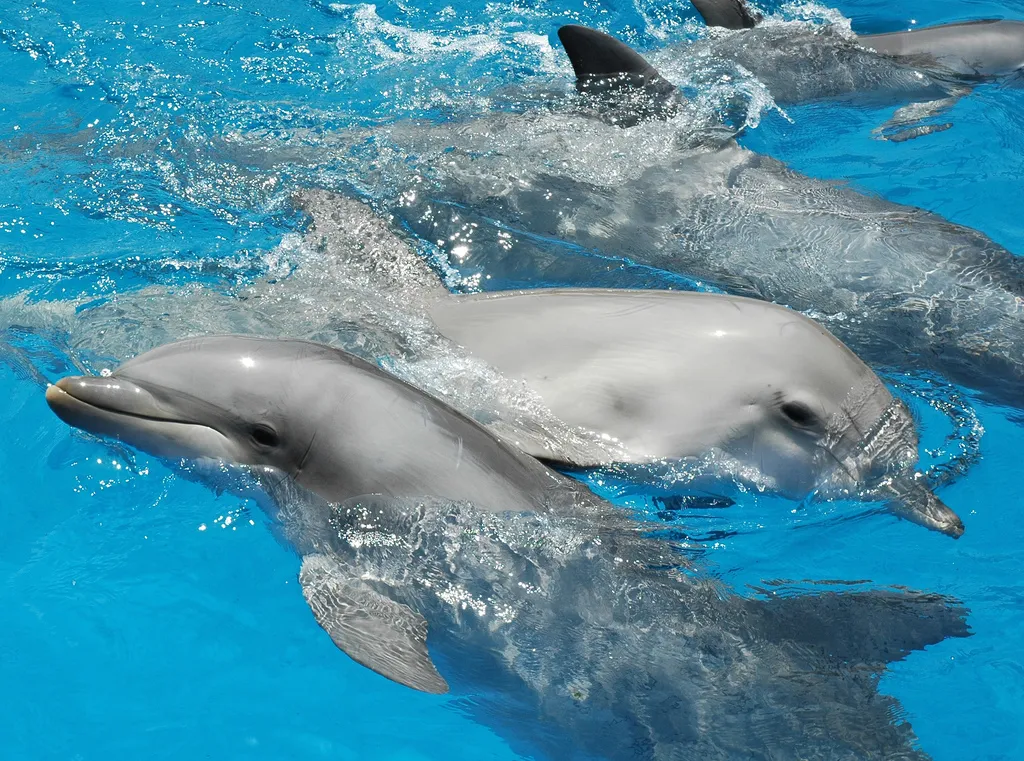 Image: Vince Smith, Bottlenose dolphins, Flickr, Creative Commons Attribution 2.0 Generic