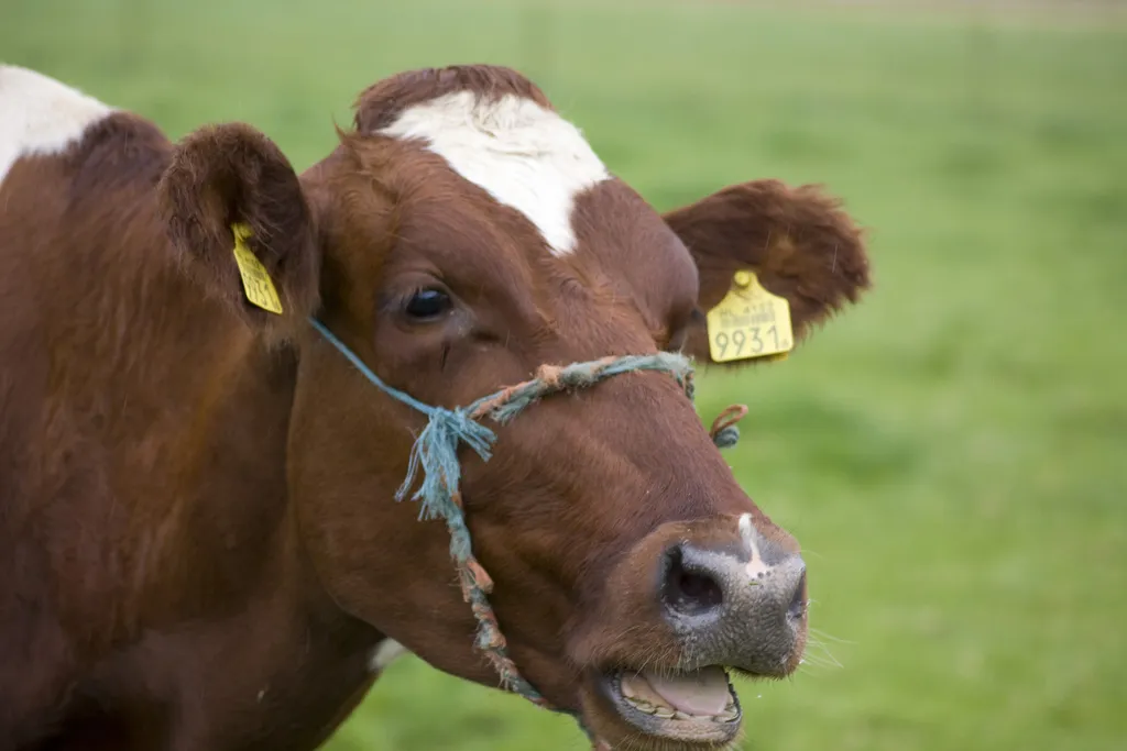 Image: Tobias Akerboom, Complaining cow, Flickr, Creative Commons Attribution 2.0 Generic