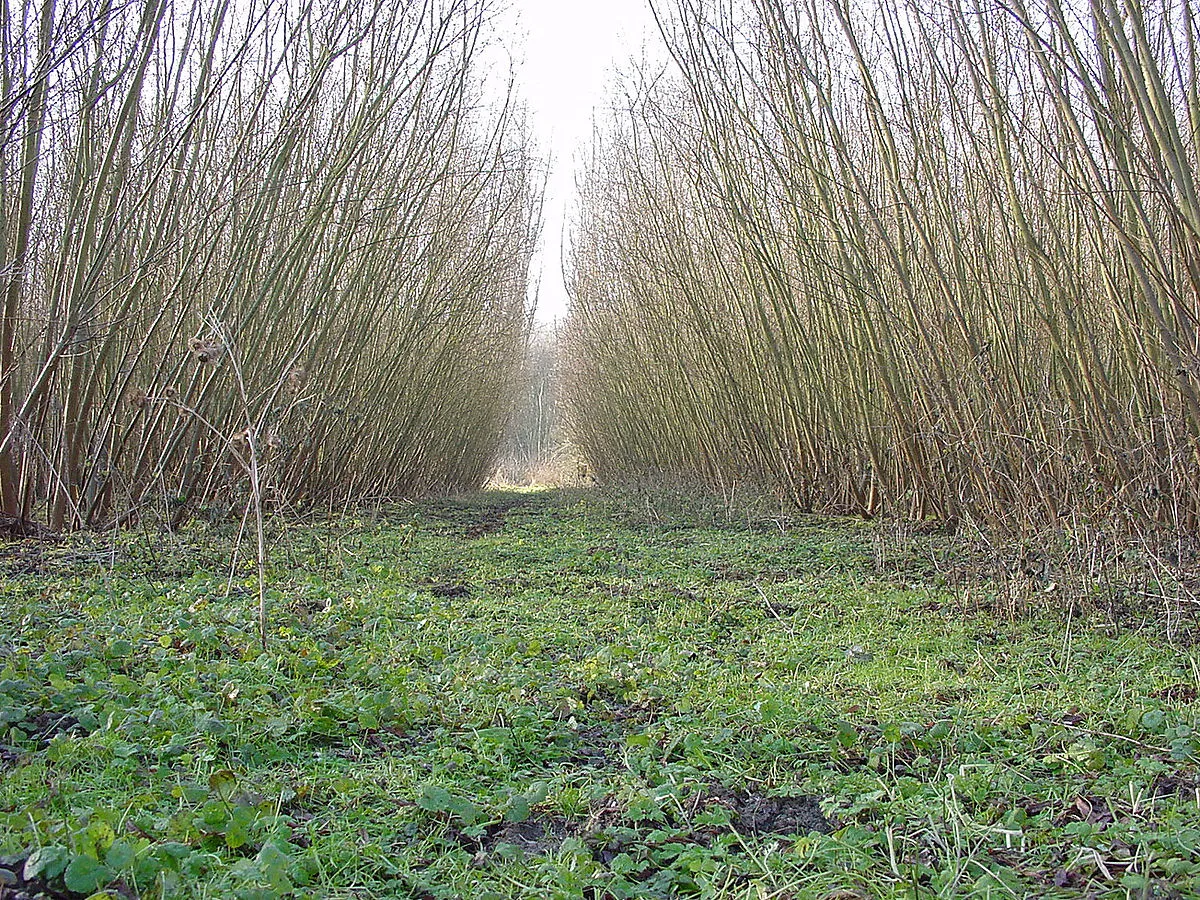 Image: Lamiot, Coppice short rotation willow, Wikimedia Commons, Creative Commons Attribution 3.0 Unported