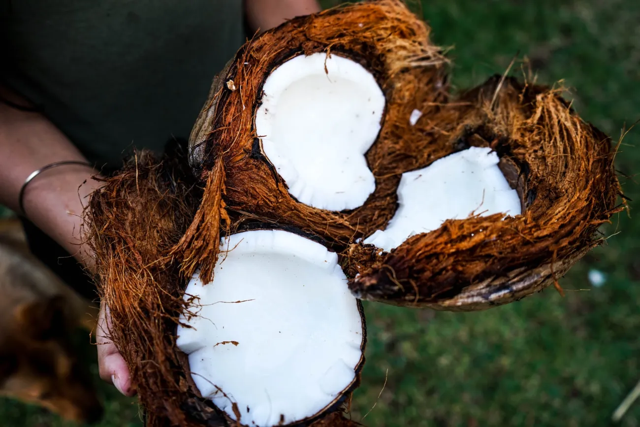 Image: Jonas Dücker, person holding coconut husks, Unsplash, Unsplash licence