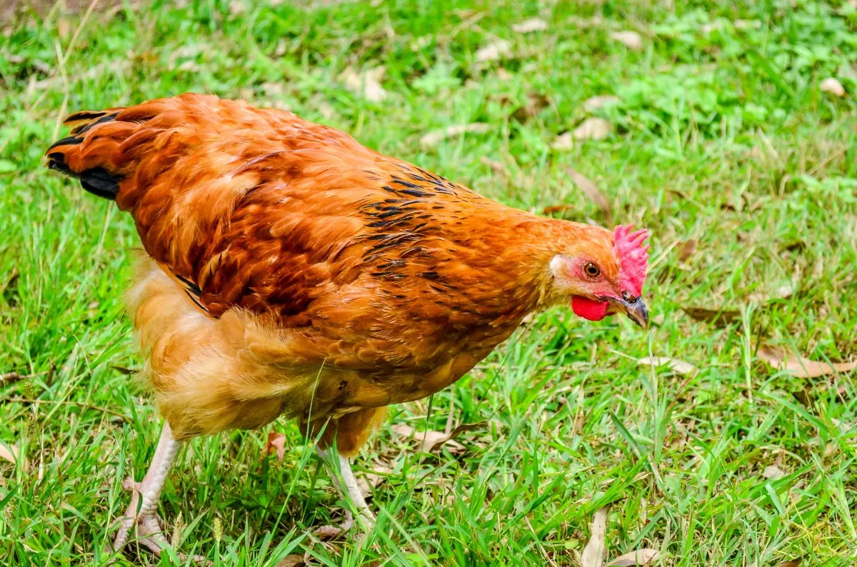 Image: Pxhere, Grass bird field, CC0 Public Domain