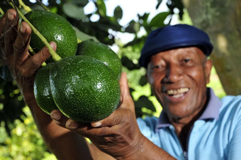 Image: CIAT, A bunch of avocados grown by a smallholder farmer near Palmira, southwestern Colombia, Wikimedia Commons, Creative Commons Attribution-Share Alike 2.0 Generic