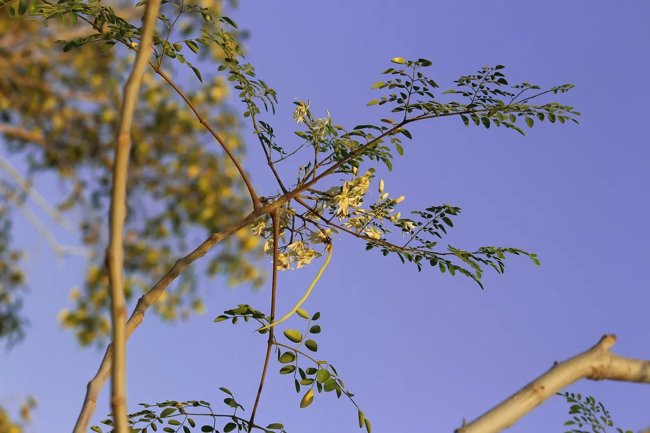 Image: arjunreddy223344, Drum Stick Drumstick Tree, Pixabay, Pixabay Licence