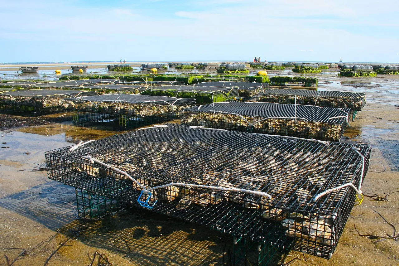 Image: 1957725, Oyster farm, Pixabay, Pixabay Licence