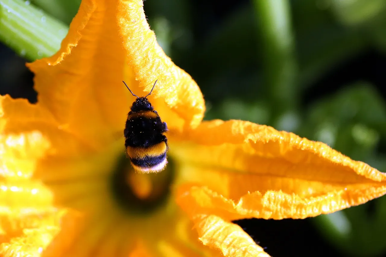 Image: Max Pixel, Forage Flight Zucchini, CC0 Public Domain