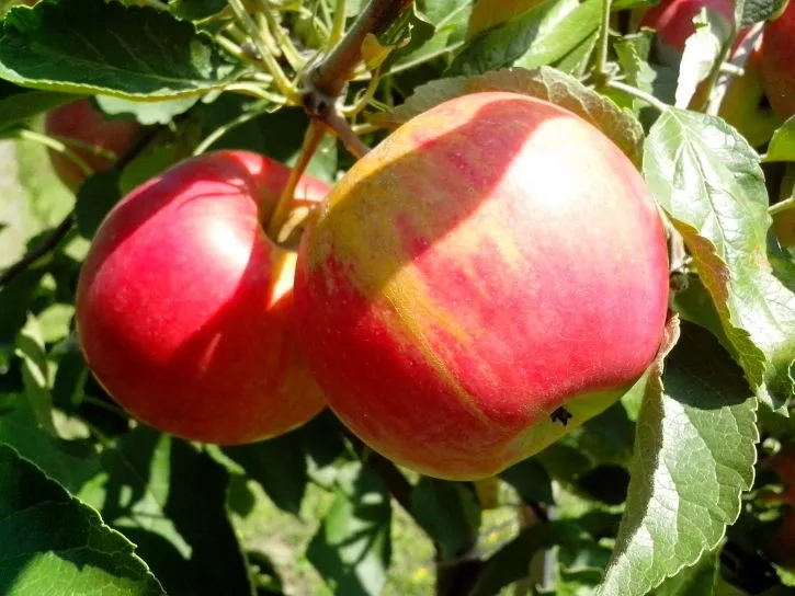 Image: Bicanski, Organic apple fruits on tree, Pixnio, CC0 Public domain