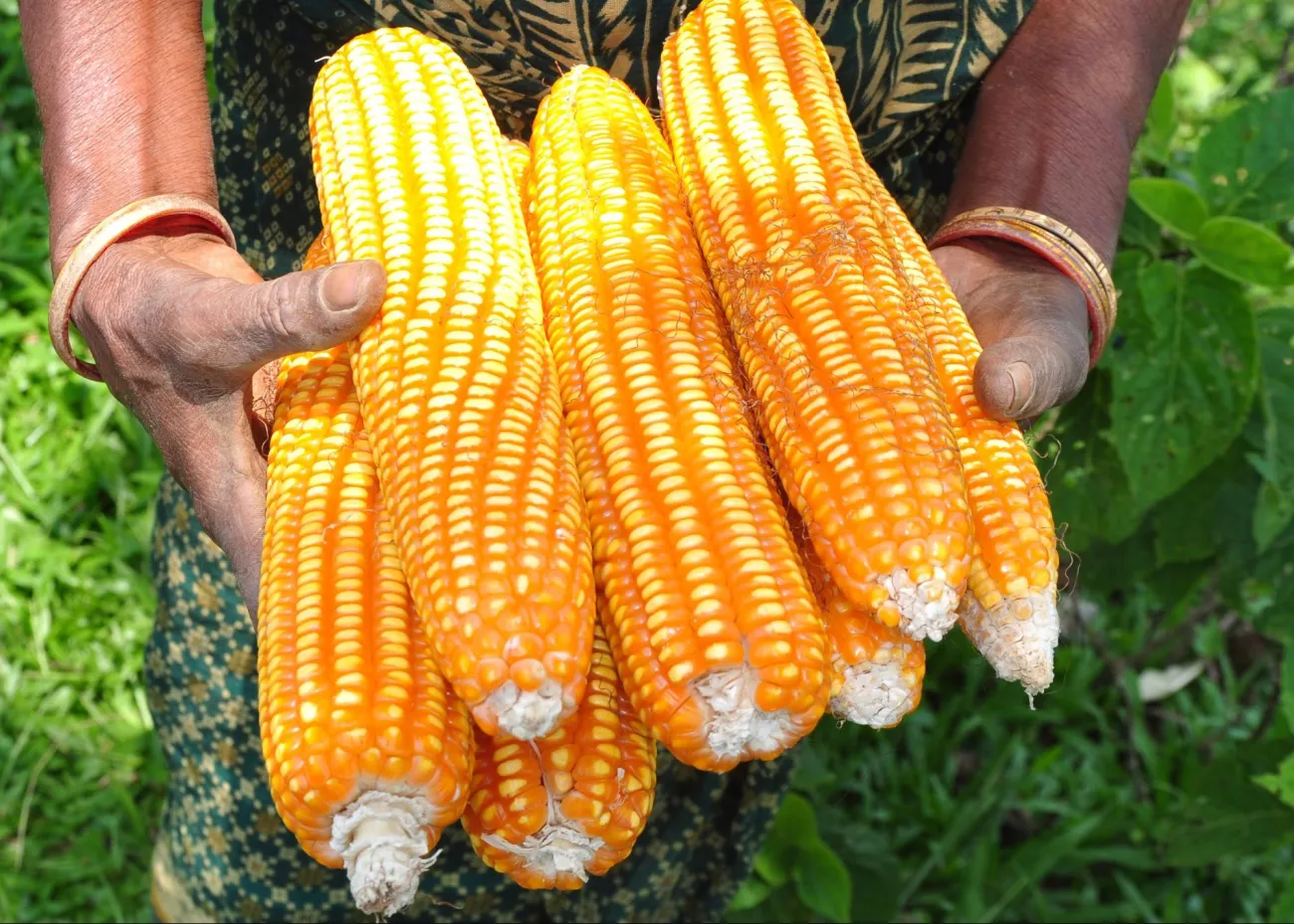Image: Balaram Mahalder, Maize, Wikimedia Commons, Creative Commons Attribution-Share Alike 3.0 Unported