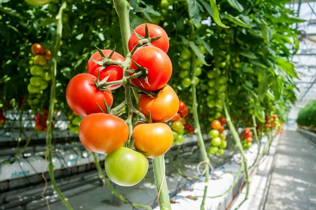 Image: davehan2016, Tomato, Pixabay, Pixabay Licence