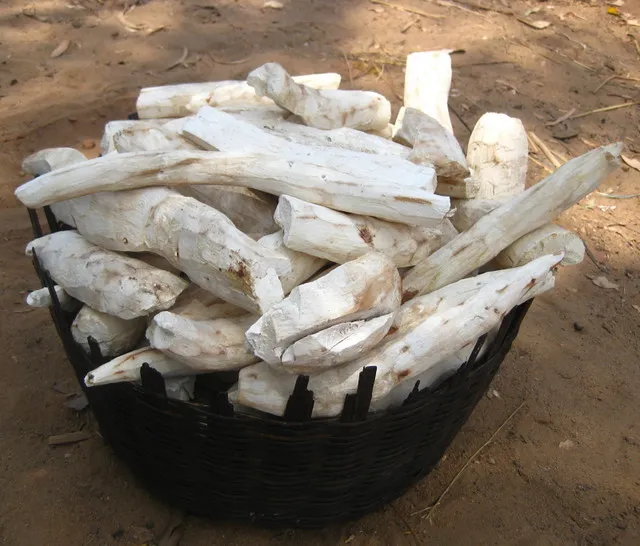 Image: Ton Rulkens, Dried cassava roots, Flickr, Creative Commons Attribution-ShareAlike 2.0 Generic 