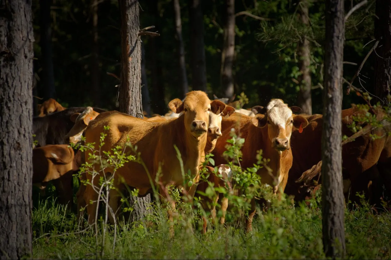 Image: USDA NRCS Texas, Cows grazing in a silvopasture, Flickr, Creative Commons Attribution 2.0 Generic