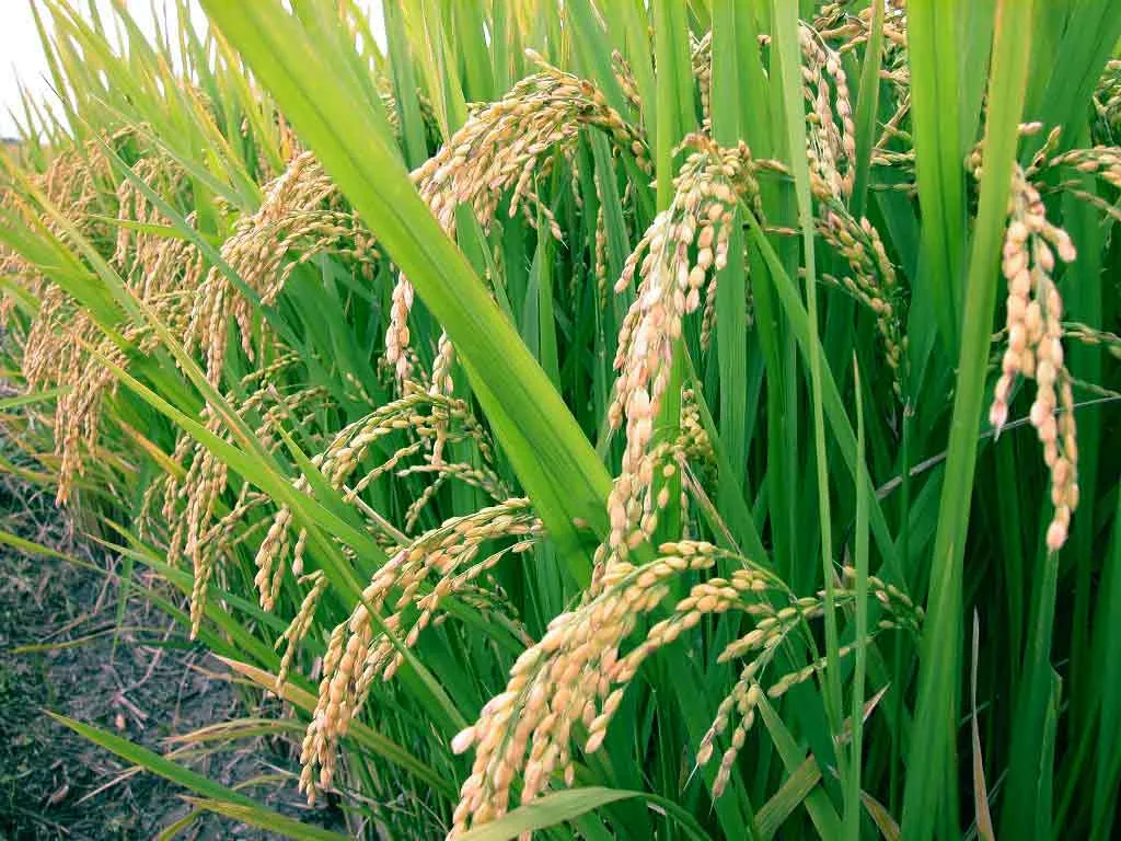 Image: Bharathimohanr, Vellappallam Rice, Wikimedia Commons, Creative Commons Attribution-Share Alike 4.0 International
