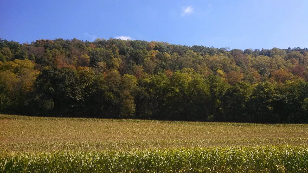 Image: vbranyik, Corn cornfield fall, Pixabay, CC0 Creative Commons