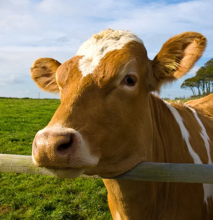 Image: William Warby, Cow in a field by the quad biking place in Devon, Flickr, Creative Commons Attribution 2.0 Generic