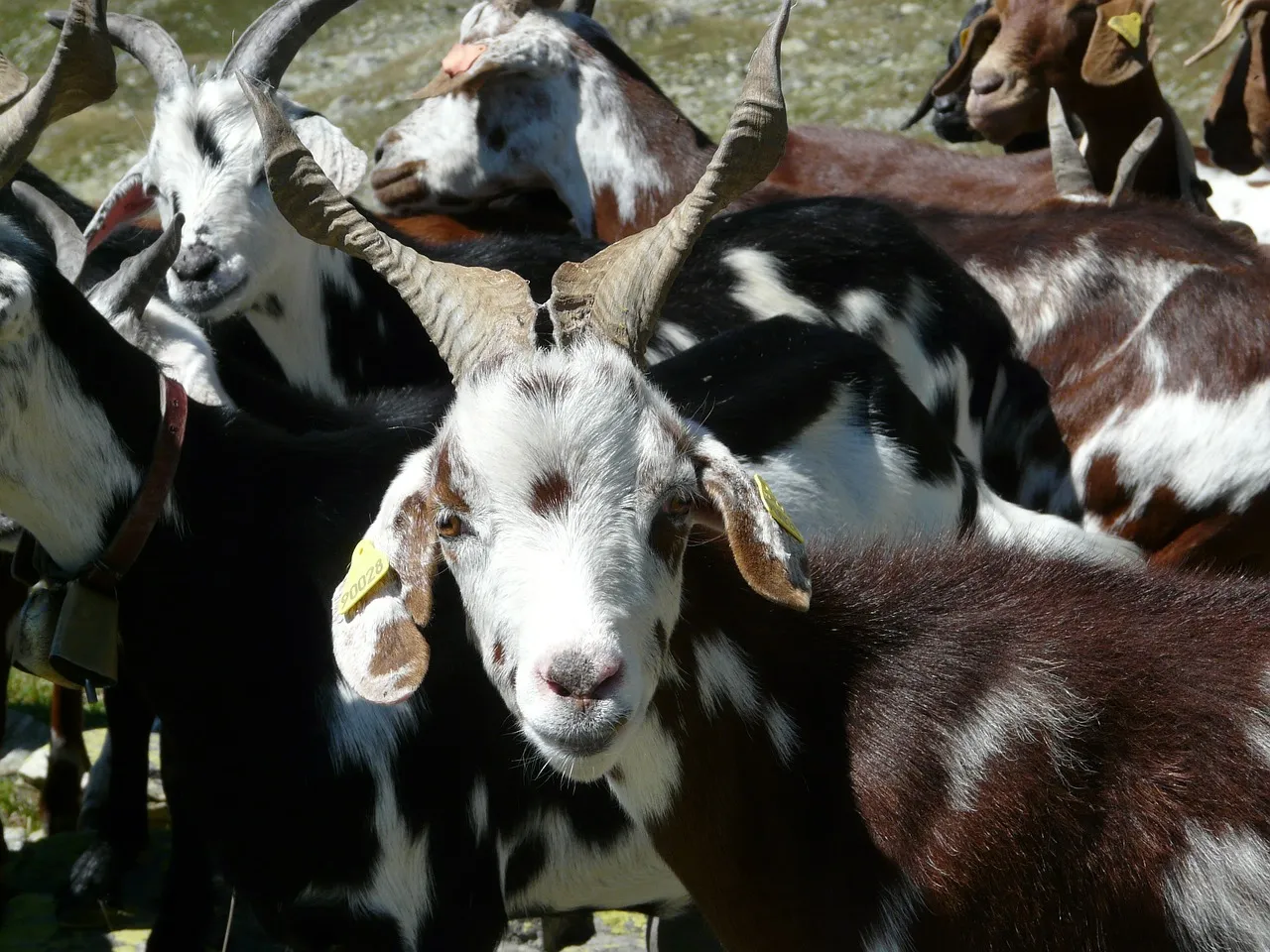 Image: fda54, Goat Herd Mountain, Pixabay, Pixabay Licence